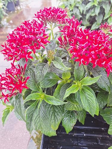 How far apart to plant pentas