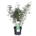 Bloomique - Fargesia rufa - Bambou non traçant - Rustique - Persistant - Plante de jardin - 80-100 cm de Haut - Pot 23 cm