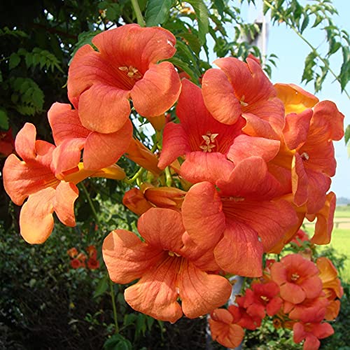 Amazon | ノウゼンカズラ 9～10.5cmポット 1本 | 花