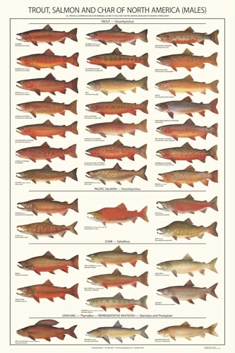 Trout, Salmon & Char Identification Fish Poster and Species Identification Chart – 24"x36" | Males in spawning colors | Educational Wall Art for Anglers & Nature Lovers