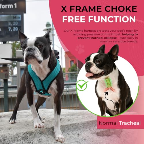 Image of Gooby Comfort X Head-in Dog Harness, Choke-Free, Turquoise, X-Large
