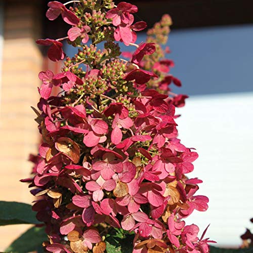 Hydrangea paniculata Wims Red Compact Deciduous Potted Shrub Garden Plant (9cm Pot, 15-30cm)