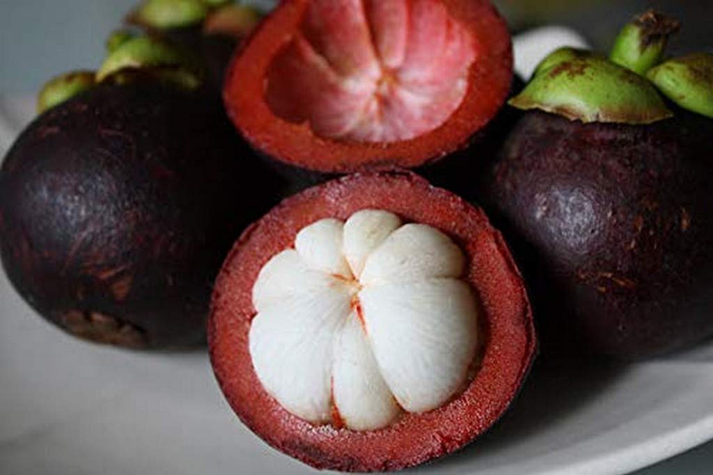 See full amazon price history chart for Creative Farmer Live Fruit Plants Mangosteen Tree Herbal Sweet Hybrid Garden Plant(1 Healthy Live Plant) Creative Farmer Live Fruit Plants Mangosteen Tree Herbal Sweet Hybrid Garden Plant(1 Healthy Live Plant) (B08P5SJWJM) Amazon Price History, Amazon Price Tracker
