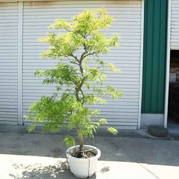 【希少・現品発送】青枝垂れもみじ 職人仕立て大苗 約80cm 庭木 植木 鉢植え Amazon.co.jp: 庭木・植木・盆栽向き：青しだれもみじ(枝垂れもみじ)青