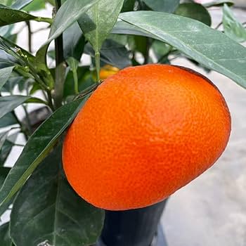 Amazon.co.jp: みかん 苗木 【小原紅早生 （おばらべにわせ）】 3年生