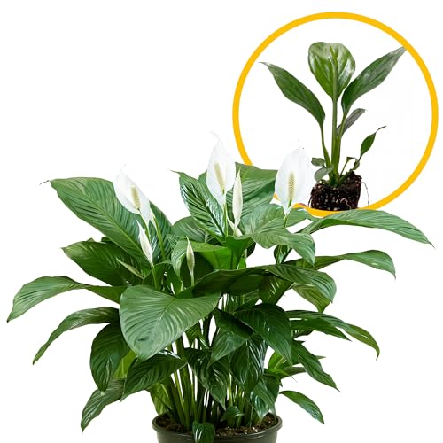 Live Spathiphyllum 7th Heaven Plant - 7th Heaven Peace Lily - ragnaroc Tropical Plant 2-8 Tall - 1ct - Live Arrival Guaranteed - House Plants for Home Dcor & Gift