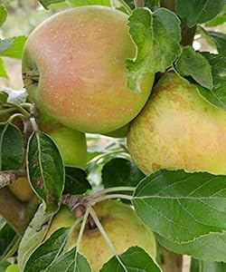 Artländer Pflanzenhof Finkenwerder Herbstprinz Apfelbaum