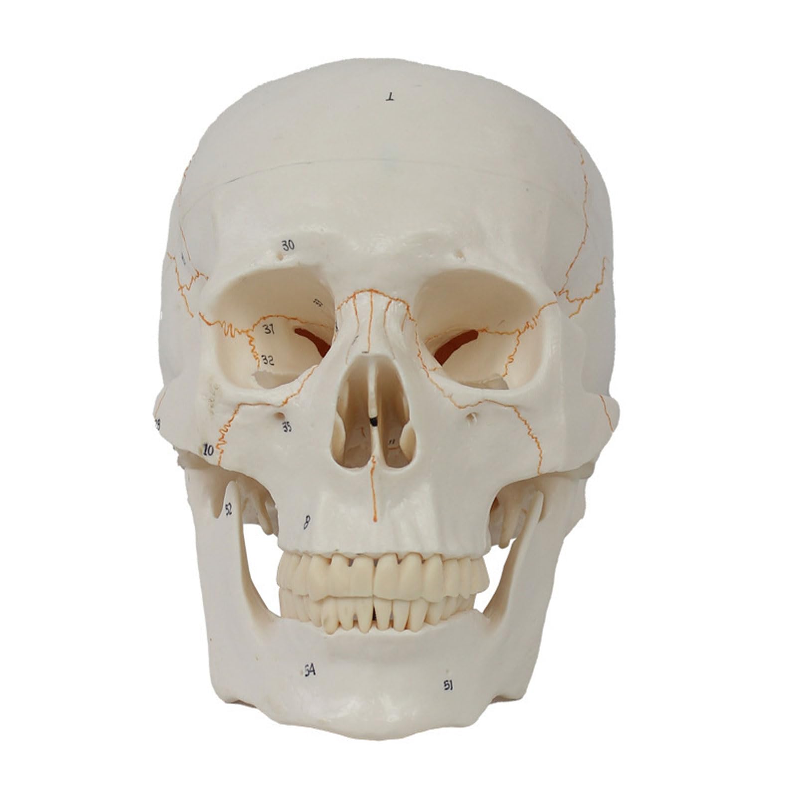 Prawdziwy Rozmiar Ludzkiego Anatomicznego Modelu Czaszki Z Zębami Można Usunąć Zmontowaną Czaszkę Ludzki Szkielet Narzędzie Do Nauczania Anatomii
