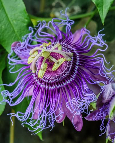 Passiflora Incense Live Plant | 5-9 Tall | Highly Fragrant Royal Purple Passion Flower Vine | Hardy Zone 6-9 | Fast-Growing Outdoor Trellis & Patio Climber | Exotic Butterfly Attractor