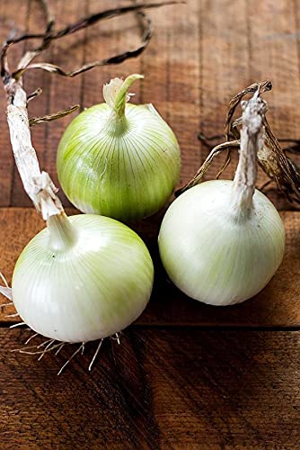 Onion Long-Day White Spanish Seeds (100 Count) COOL BEANS N SPROUTS Brand. Home Gardening.