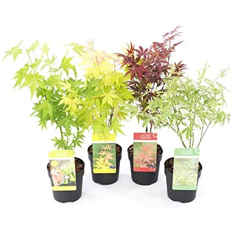 Plant in a Box - Set de 4 Arces japoneses resistentes al invierno Cover
