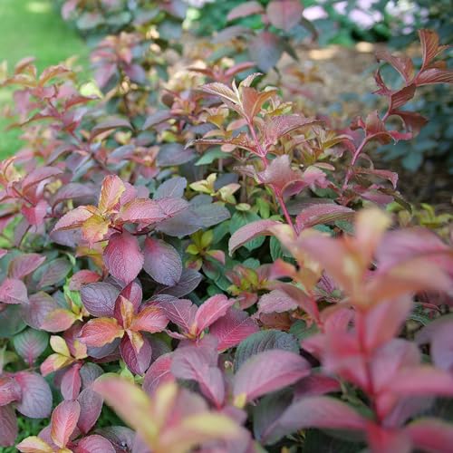 Proven Winners Midnight Sun Reblooming Weigela (Florida), Live Shrub, 4.5" Quart