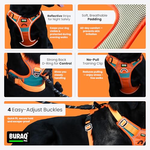 Image of Buraq Reflective Dog Harness with Leash, No-Pull Adjustable Belt Vest for Small, Medium & Large Dogs, Escape-Proof, Padded Training & Walking Harness (Red, L)