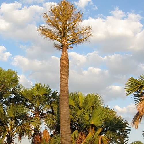 Plant World SeedsCorypha Utan Seeds (Tropical and Conservatory Seeds)