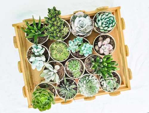 Farm Storey Assorted succulent plants set of 15 (Bare rooted) (without pot), any 15 live succulent plant variety, succulent plants combo