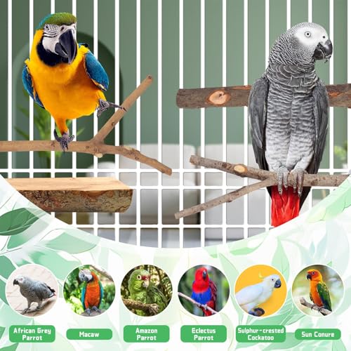 Image of 4-Pack Natural Wood Bird Perch Stand with Spacious Platform, Thick & Long Branches, Large Parrot Cage Accessories for African Grey, Macaws, Conures, Eclectus (Medium & Large Birds)