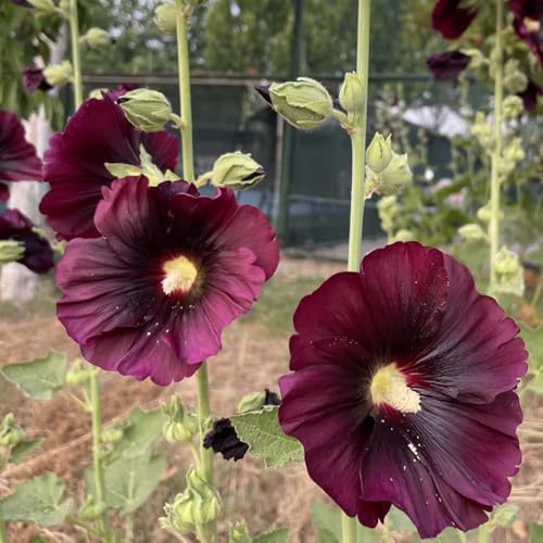 Semi di malvarosa, Le da giardino sono perenni resistenti Alcea rosea, malvarosa, perenni resistenti di recisi 200pcs