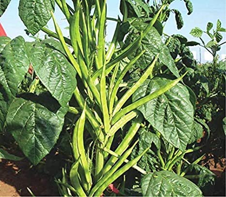 Golden Hills Farm® (AVG 100-1000) seeds CLUSTER BEAN GWAR PHALI SEEDS (B0867D1FVG) Amazon Price History, Amazon Price Tracker
