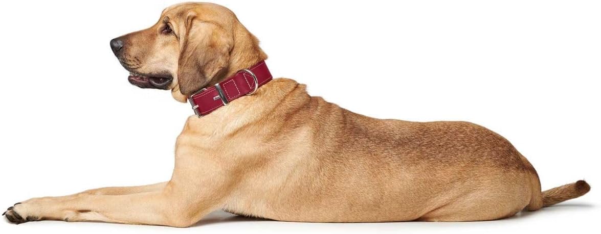 HUNTER Aalborg Special Leather Dog Collar, Durable, Comfortable, 35 (XS-S), Red