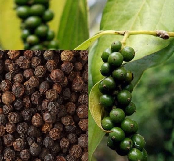 See full amazon price history chart for BLACK PEPPER FRUIT PLANT 2 HYBRID ORGANIC GRAFTED GARDEN LIVE PLANT OUTDOOR PODA BLACK PEPPER FRUIT PLANT 2 HYBRID ORGANIC GRAFTED GARDEN LIVE PLANT OUTDOOR PODA (B0CX5PGZCS) Amazon Price History, Amazon Price Tracker