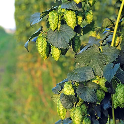 Hopfen Kletterpflanze Die 15 besten Produkte im Vergleich haushalt