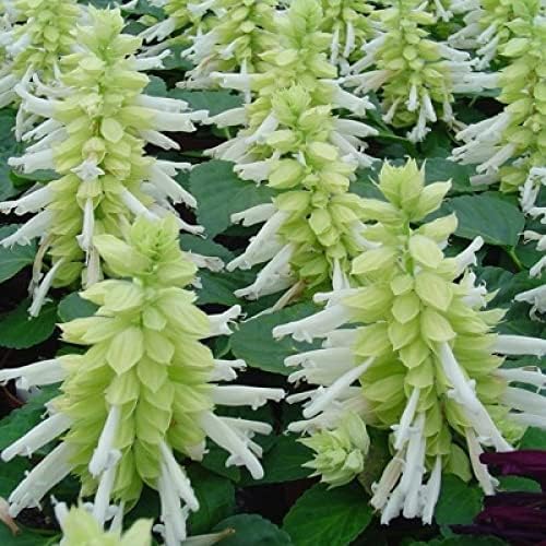 NANDINI GARDEN White Salvia Culinary Sage Common Garden Sage Healthy Flower Live Plant Without Pot (B0CSWSNJQ7) Amazon Price History, Amazon Price Tracker
