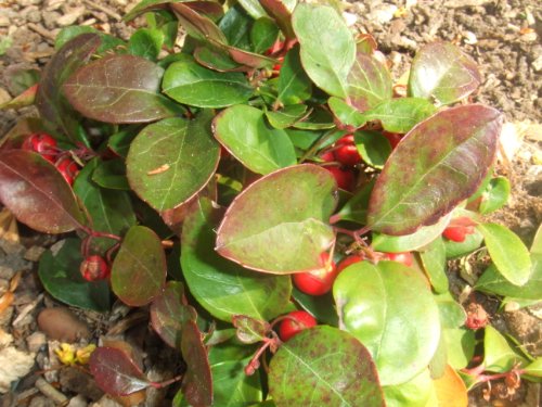 20 Creeping Wintergreen / Teaberry Gaultheria Procumbens Evergreen Flower Seeds #TOP5