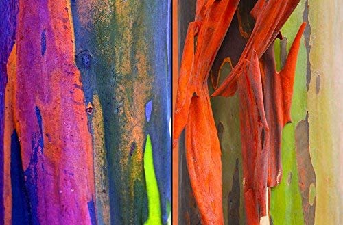 Eucalyptus Deglupta - arcobaleno Gum - rare esotiche Semi Albero tropicale Bonsai (30+)