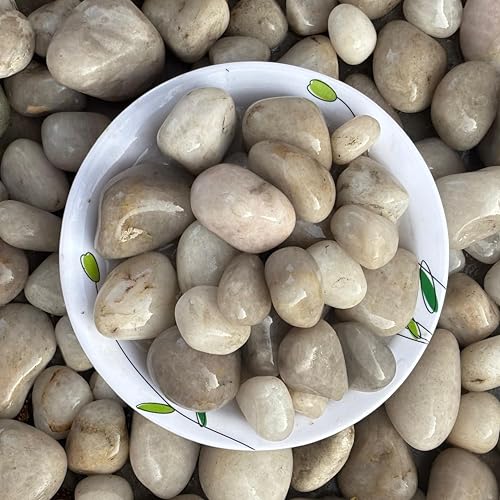 Image of Foodie Puppies 1Kg Off-White Polished Decorative Stones - (2.5cm - 4cm) Dull Finish Pebbles for Aquarium, Fish Bowl, Turtle Tank, Terrarium, Succulents, Garden Pot, Bamboo Plant & Home Decor Stones