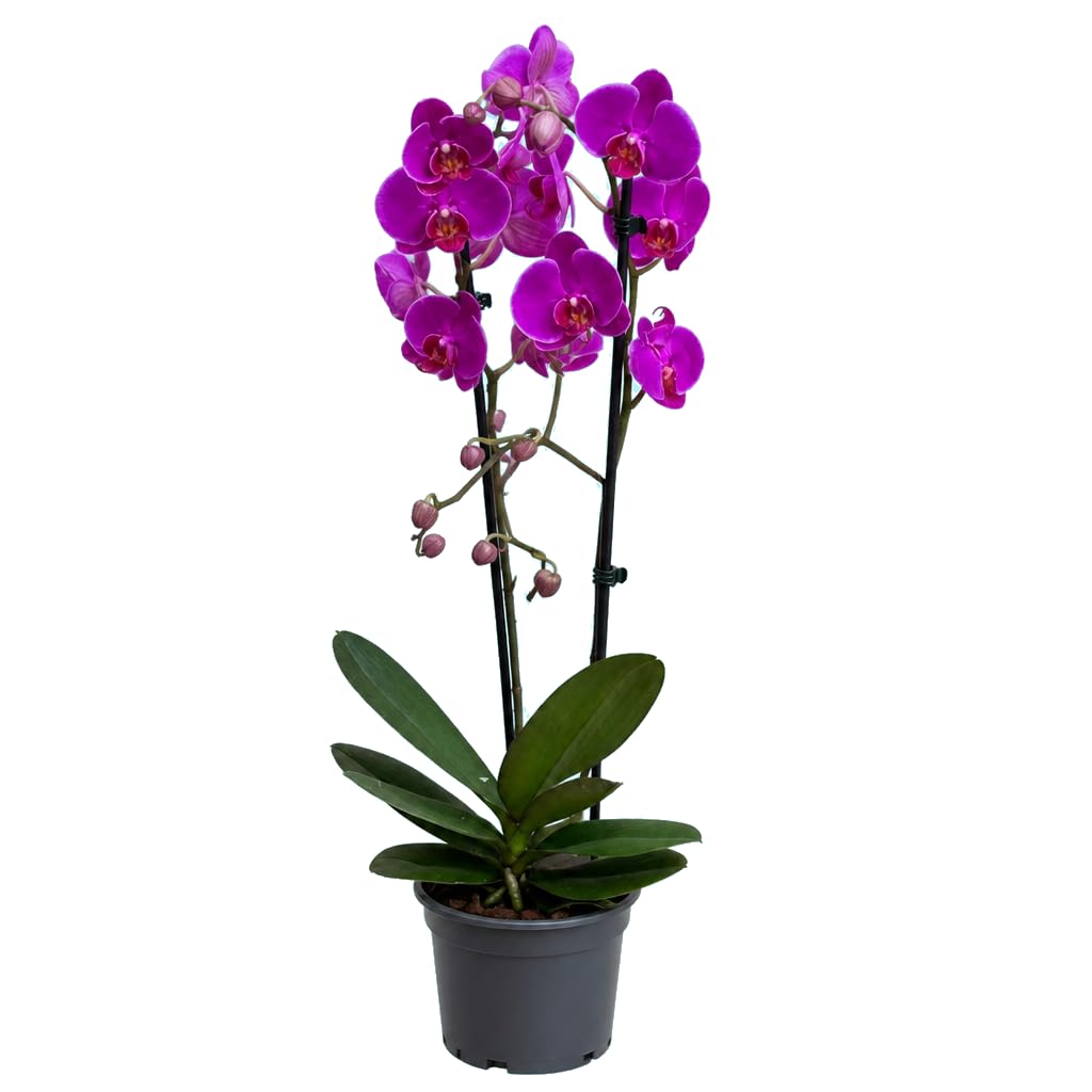 DECOALIVE Phalaenopsis 2 Troncos Orquídea de Mariposa para Salón Luminoso en Maceta de 12 cm de Diámetro y Planta de 55-65 cm