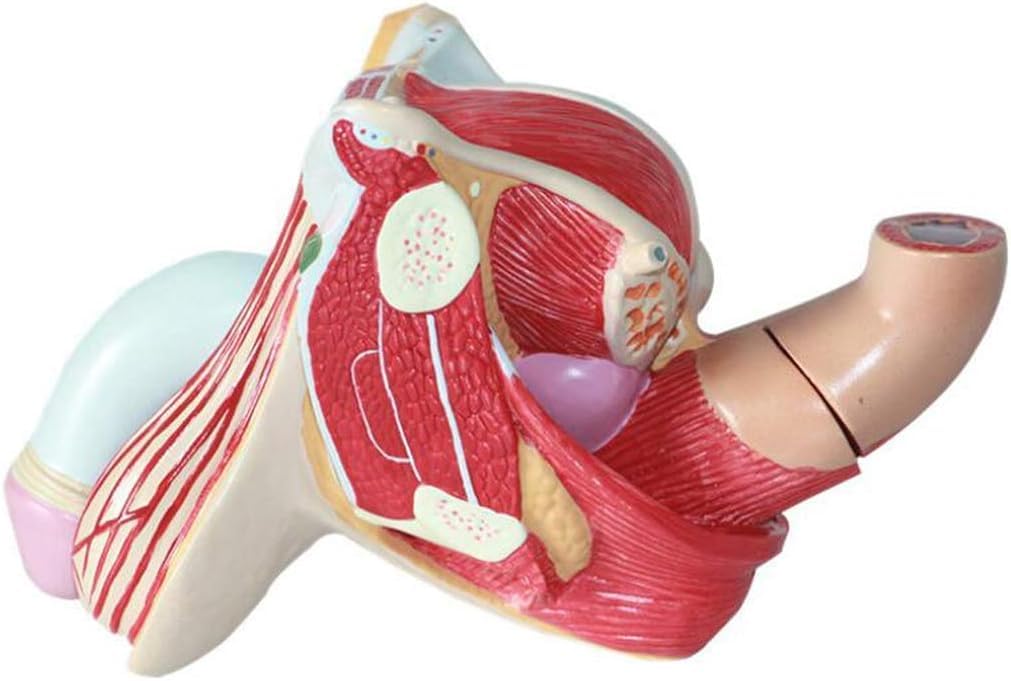 Anatomiczne modele męskich narządów rozrodczych Pomoce dydaktyczne do edukacji medycznej i szkoleń Pomoce dydaktyczne medyczne, modele medyczne i materiały dydaktyczne