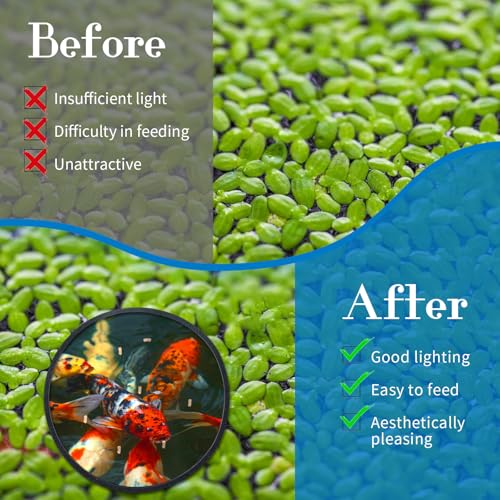 Image of 5Pcs Fish Feeding Ring, 5 Sizes Aquarium Feeding Ring for Fish Tank, Round EVA Floating Plant Corral /Aquarium Fish Feeder Ring Filter Out Floating Plants Accessories (Black)