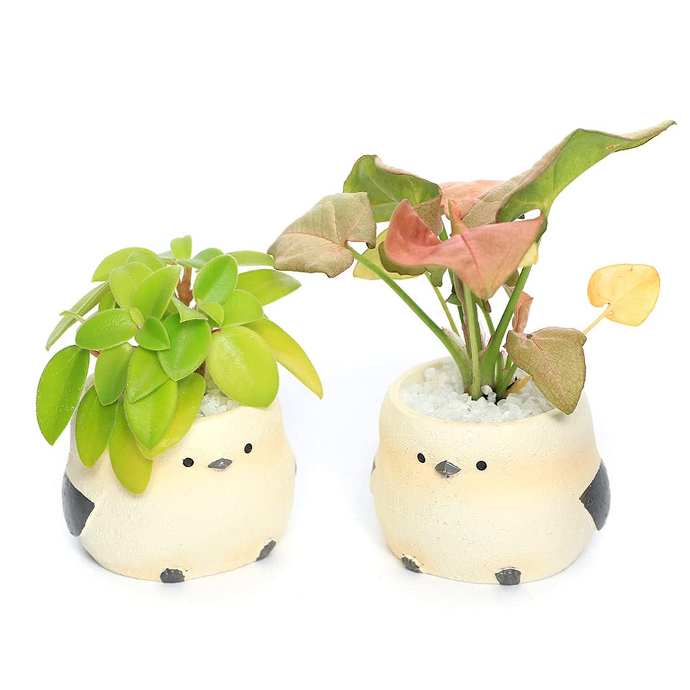 Amazon｜【charm】（観葉植物）おまかせミニ観葉 リトルアニマル