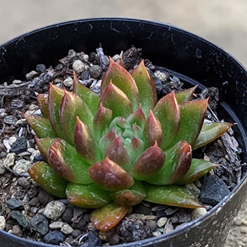 bhMo 7.5cm|bg A GPxA Echeveria 'Red Gilba' Y  ϗtA CeAO[ 񂹐A ke 1{ 1