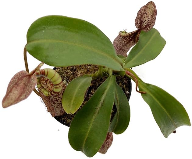 Nepenthes spectabilis x veitchii – exotische Kannenpflanze Gr. L – auffällige fleischfressende Pflanze mit großen Kannen – Hochland-Karnivore für Sammler