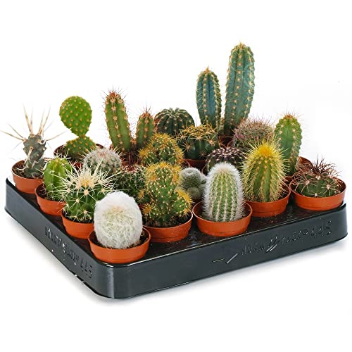 Carbeth Plants 10 x Cactus Plant Mix in 5.5cm Pots - Indoor Plants