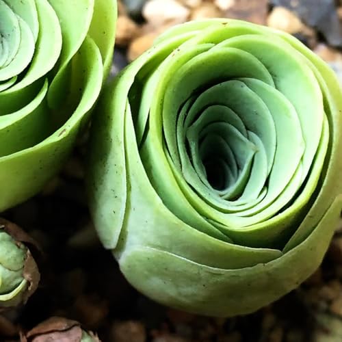 Mountain Rose Cactus Live Plant Very Rare Succulent Live Plant in 2 Pot Stater Plant