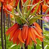 Bloomique