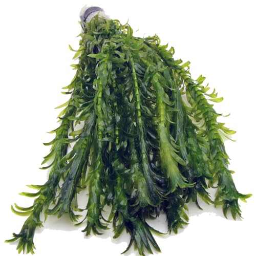 12 ELODEA DENSA - XL Bunch Oxygenating Weed Live Pond