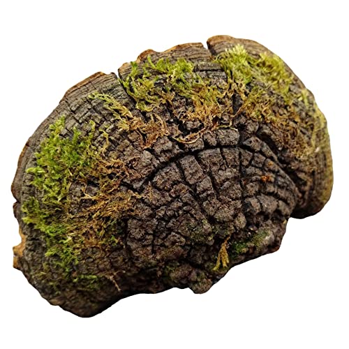 WonderLand Herbs Wild Growth Tibet Phellinus linteus/Phellinus igniarius Mulberry 125 Grams