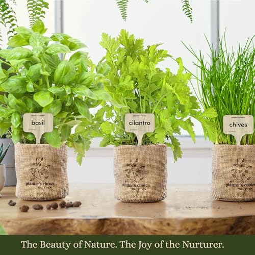 Planters' Choice PC-055B Indoor Herb Garden Starter Kit thumb #3
