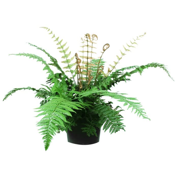 6x Wallichs Wurmfarn - Dryopteris wallichiana - Topf 9x9cm - Eleganter Schattenfarn