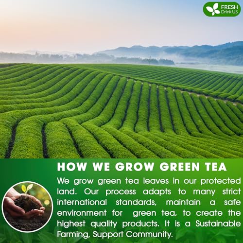 FreshDrinkUS, Premium 210 Green Tea Bags, 100% Natural & Pure from Green Tea. Green Herbal Tea. Made with Natural Material Tea Bags. No Sugar, No Gluten, Vegan.