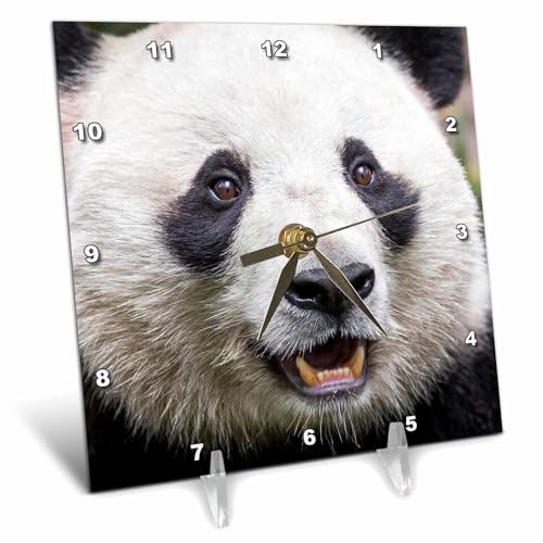 3D Rose China-Sichuan Province-Chengdu-Giant Panda Bear Eating Bamboo Desk Clock, 6
