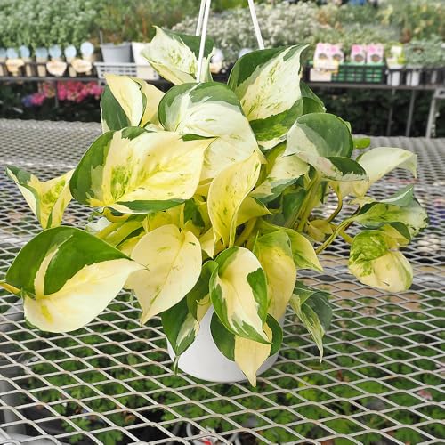 ITANSE ポトス ステータス 5号 1個売り【品種で選べる観葉植物】学名:Epipremnum aureum 'Status'/サトイモ科エピプレムヌム属 非耐寒性常緑つる性多年草●ポトスの中でも「王様」と称されるほど美しさと存在感のある品種。他品種よ