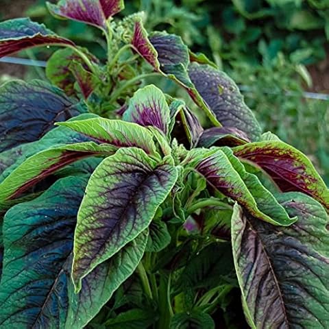 Welldales 50 Caribbean Callaloo Seeds Tri Colour Leafy Amaranth for Planting & Growing Cover