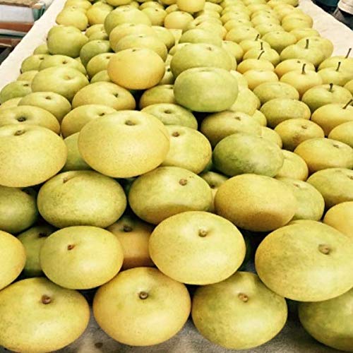 �y�����{�Y�z �󂠂� 20���I�� �傫�����C�� ��10kg