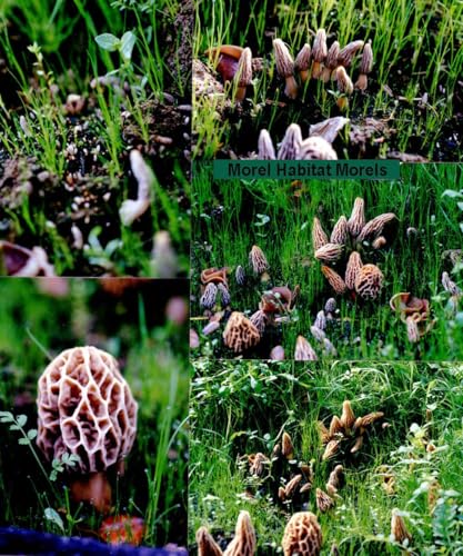 MOREL HABITAT KIT® Morel Mushroom Growing Kit (Morchella), Compatible with Any Soil Type Across The U.S., Outdoor Garden & Backyard Cultivation Set with Full Instructions - Made in The USA - Thumbnail 7