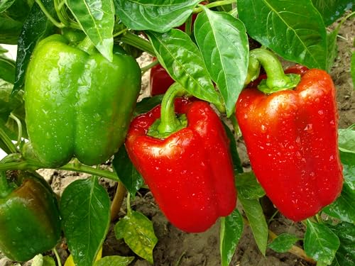 Roselyn Seeds Sweet Pepper Red King F1, Vegetable Seed for Greenhouse - 10 Seeds