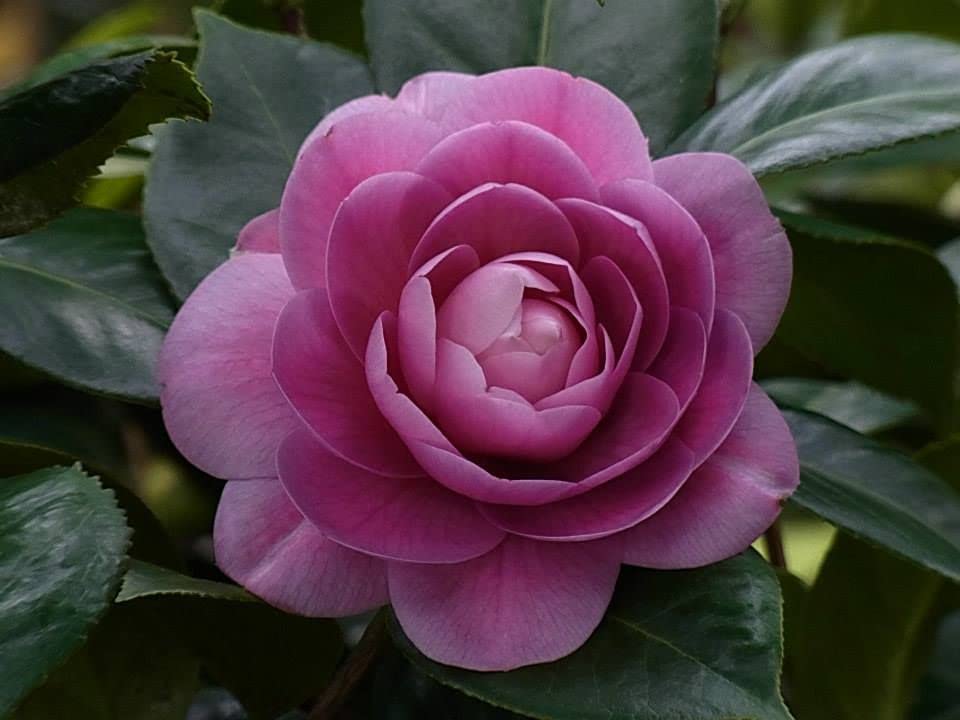 Very Beautiful Camellia Japonica Kamiliya Flower (Queen of Winter) Live Pant Original Variety (PURPLE/VIOLET) (B0BRBHGPK5) Amazon Price History, Amazon Price Tracker